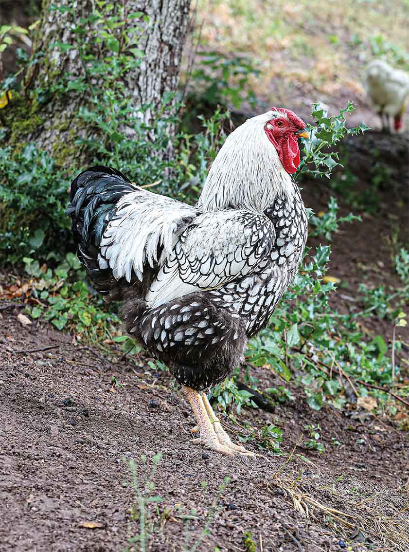 FIRE&FOOD Bookazine No.9 Best Chicken Printausgabe Heft