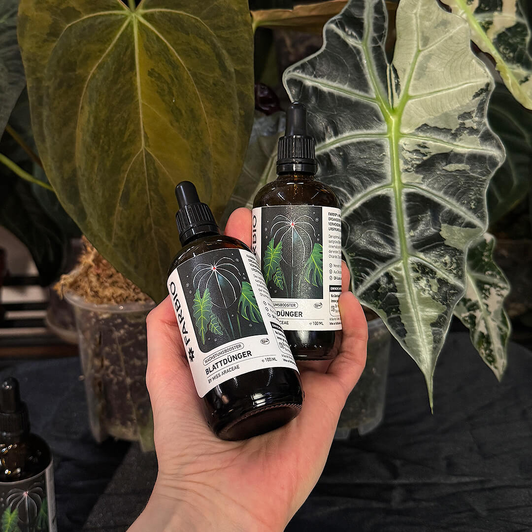 Farbio Miss Araceae Blattdünger 1 Stück für Alocasia Wachstum