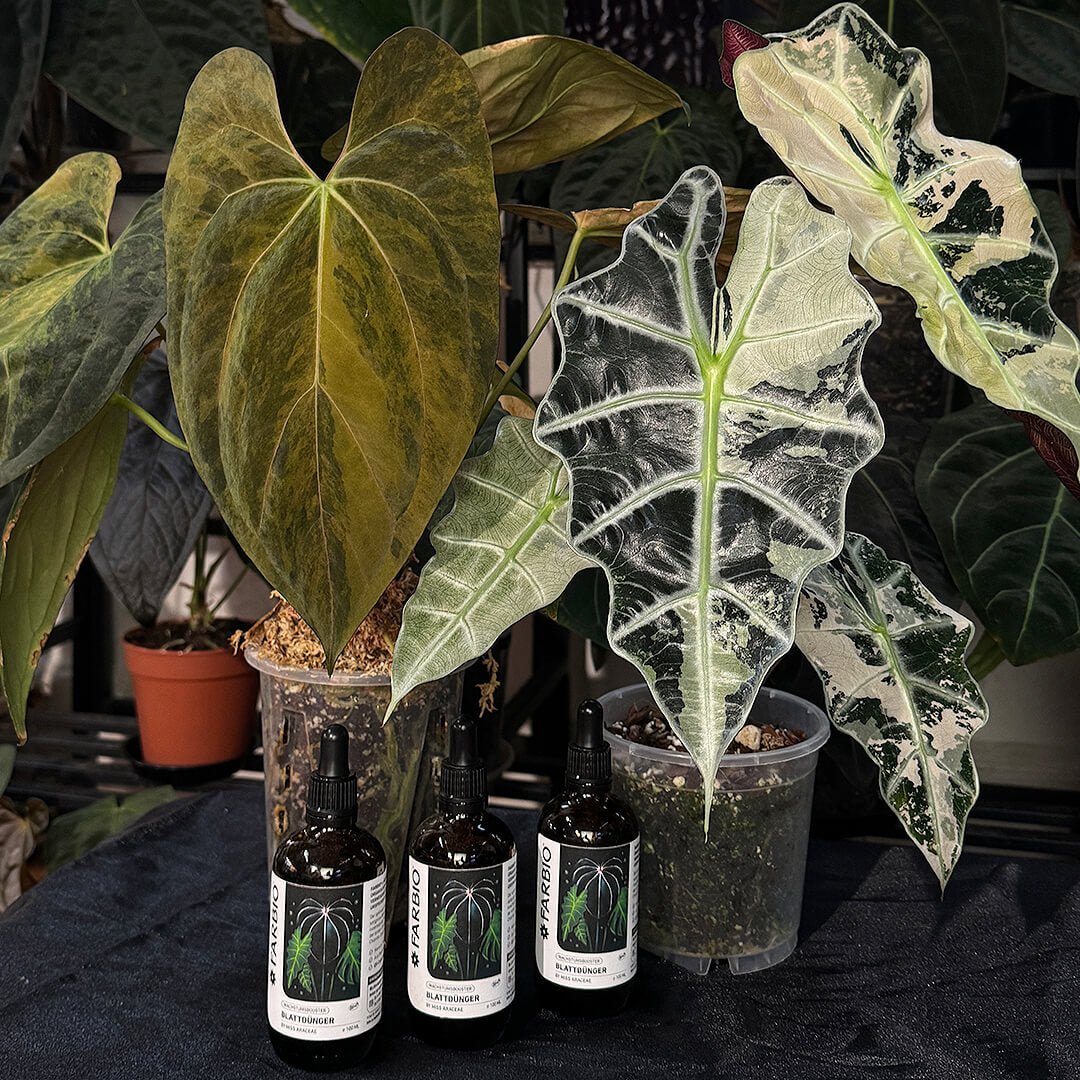 Farbio Miss Araceae Blattdünger 1 Stück für Alocasia Wachstum