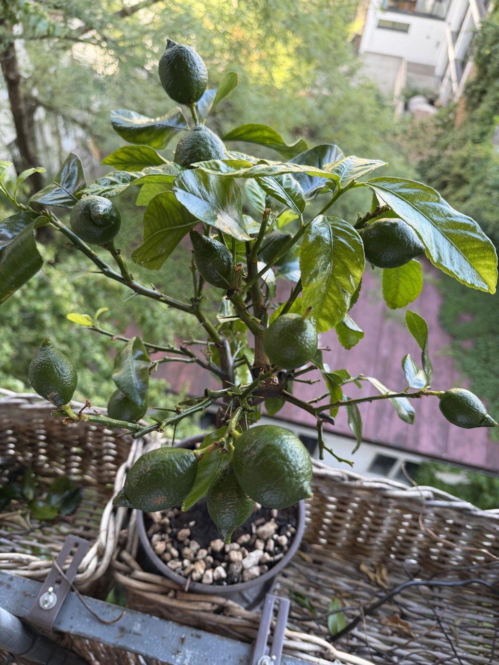 FARBIO Organische Dünger Citrus Flüssigdünger bio