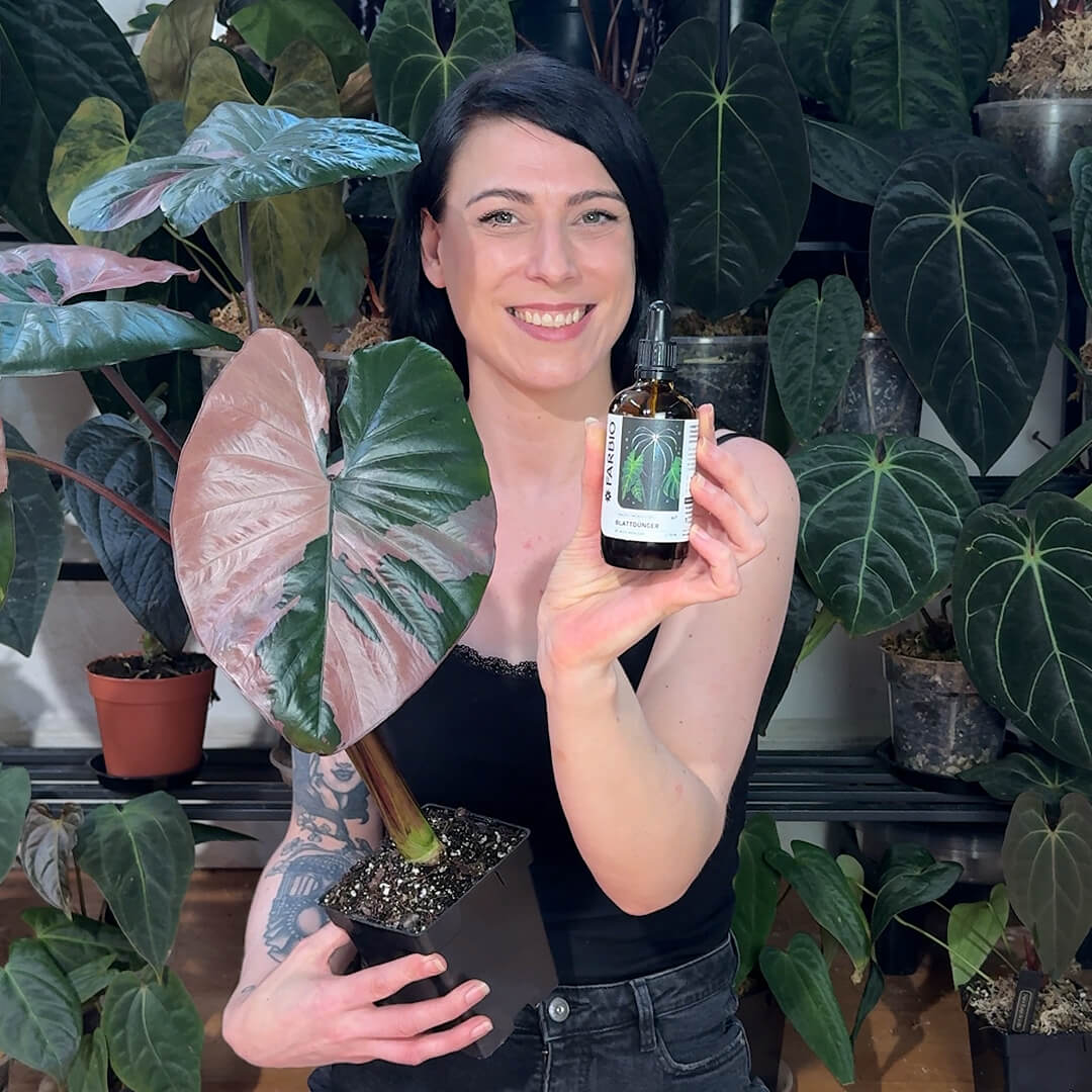 Farbio Miss Araceae Blattdünger 1 Stück für Alocasia Wachstum