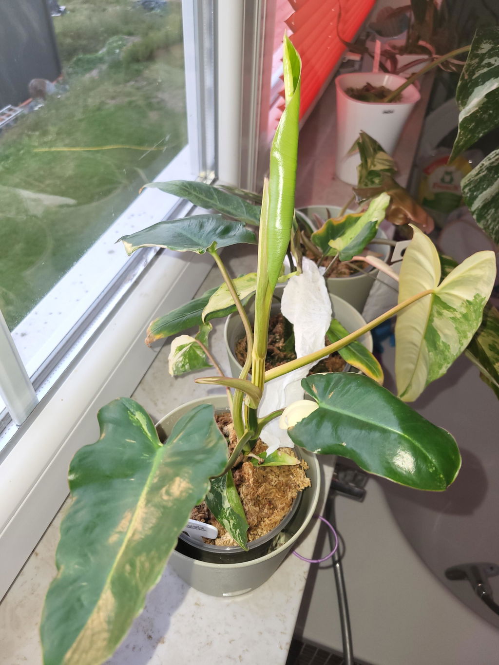 Farbio Miss Araceae Blattdünger 1 Stück für Alocasia Wachstum
